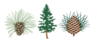 Pine Needles Mid Pines